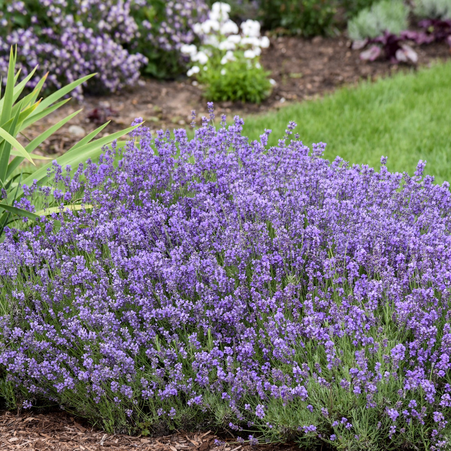 Lavender, English 'Munstead' (Lavandula)