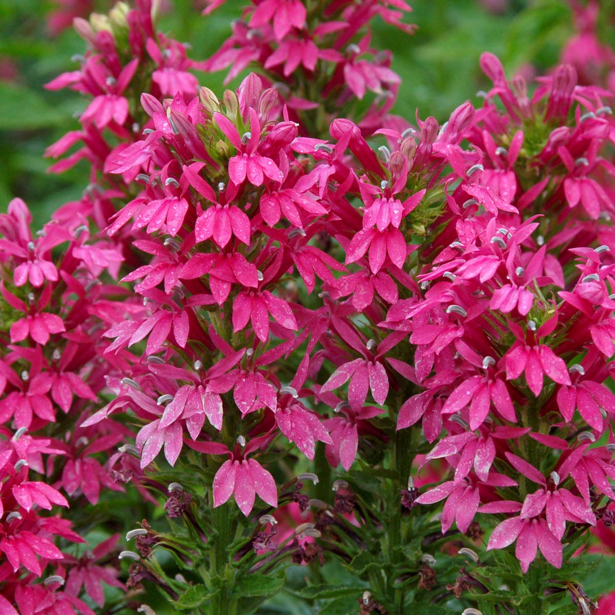 Cardinal Flower 'Monet Moment' (Lobelia)