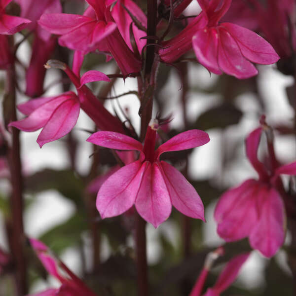 Cardinal Flower 'Starship Rose' (Lobelia)
