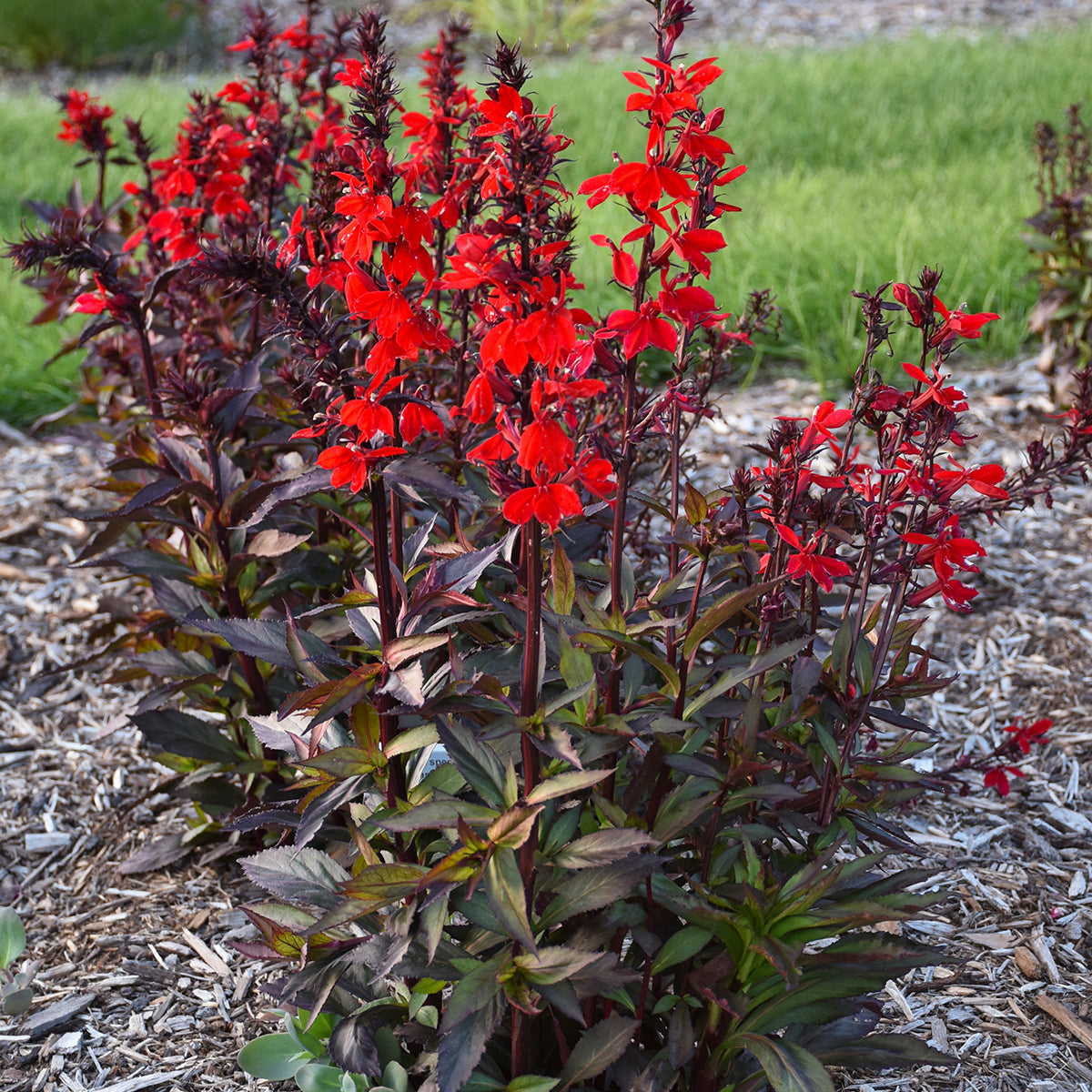 Cardinal Flower 'Starship Scarlet' (Lobelia)