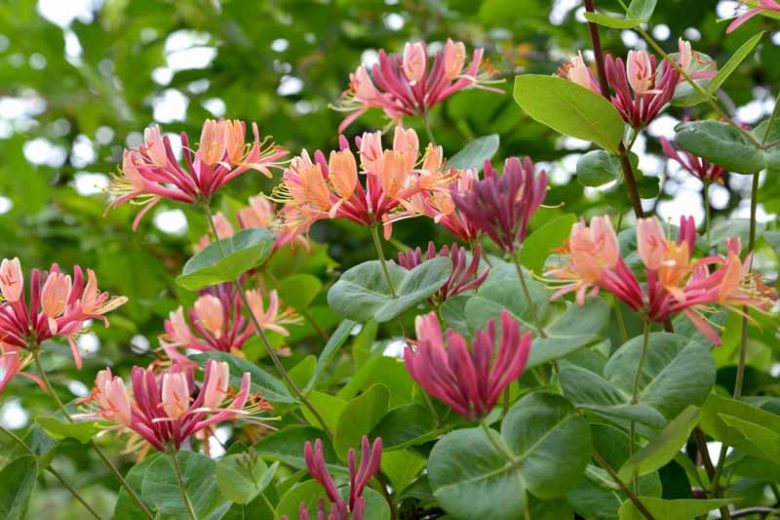 Vine, Honeysuckle 'Goldflame' (Lonicera)