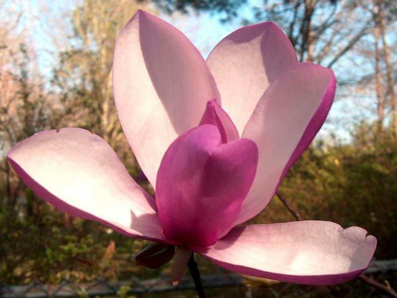 Magnolia, Lily, Saucer 'Jane' (Magnolia)