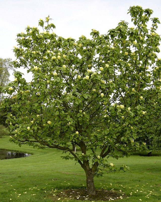 Magnolia, Hybrid Lily 'Yellow Bird' (Magnolia)