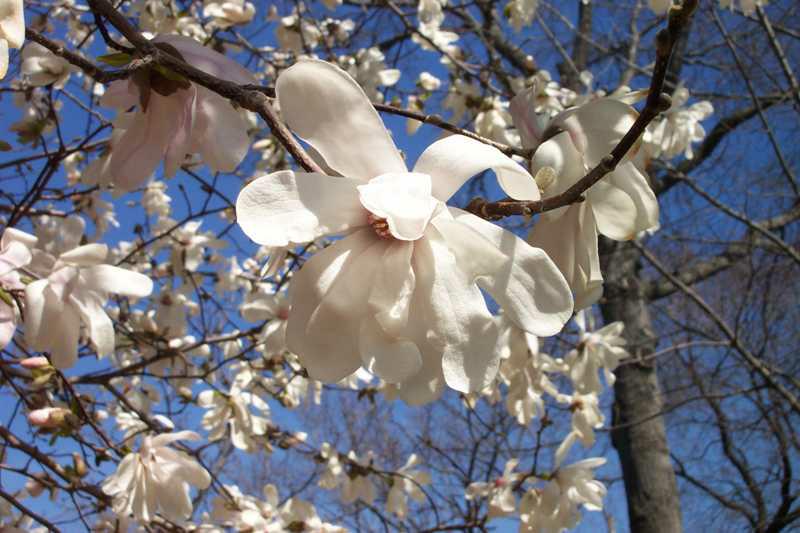 Magnolia, Loebner 'Merrill' (Magnolia)