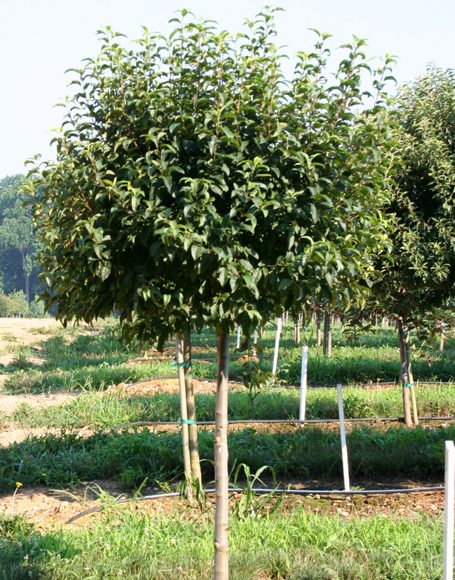 Crabapple, Flowering Dwarf 'Lollipop' (Malus)