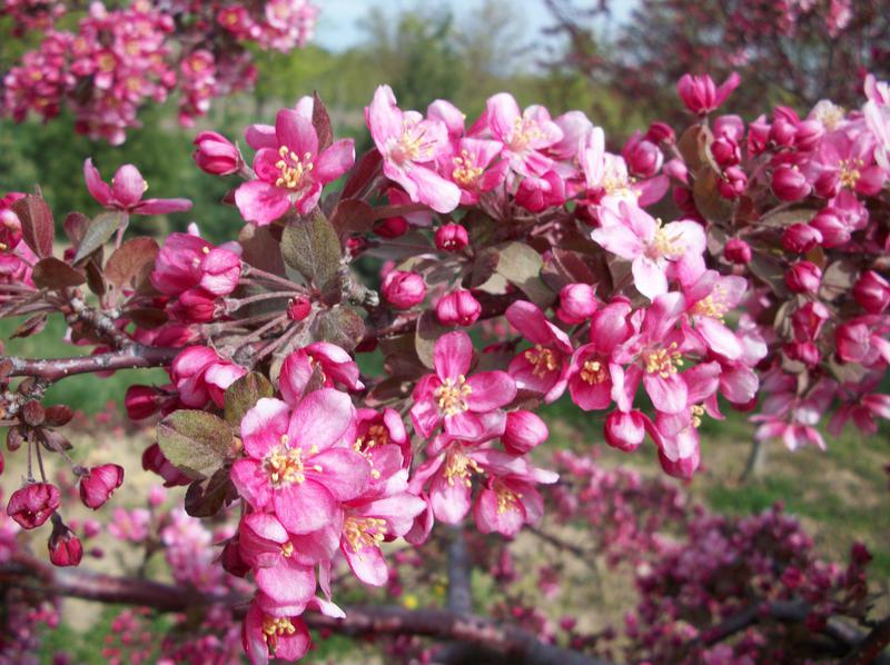 Crabapple, Flowering 'Purple Prince' (Malus)