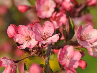 Crabapple, Flowering Dwarf 'Royal Gem' (Malus)