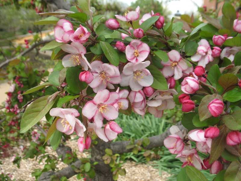 Crabapple, Flowering Dwarf 'Tina' (Malus)