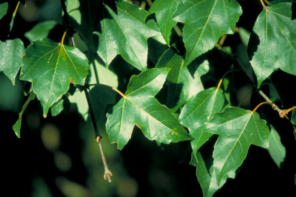 Maple, Trident (Acer)