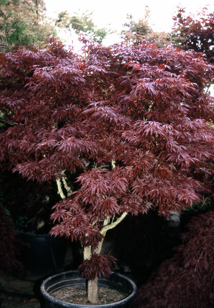 Maple, Japanese Upright, Dwarf 'Pixie' (Acer)