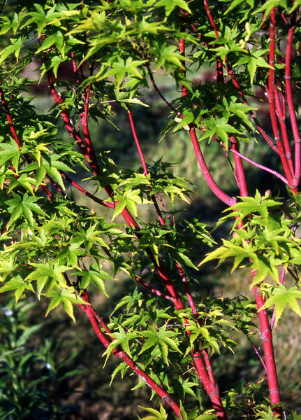 Maple, Japanese Coral Bark, Upright 'Sango Kaku' (Acer) – Passiglia  Landscape, Nursery & Garden Center