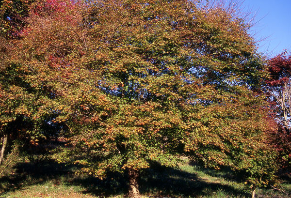 Maple, Japanese Upright (Acer)