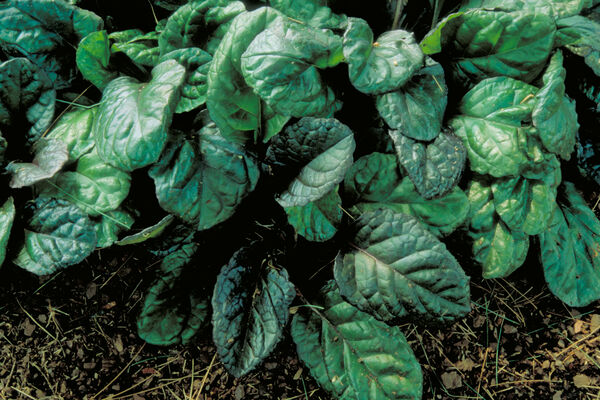 Bugle Weed, Creeping 'Caitlin's Giant' (Ajuga)