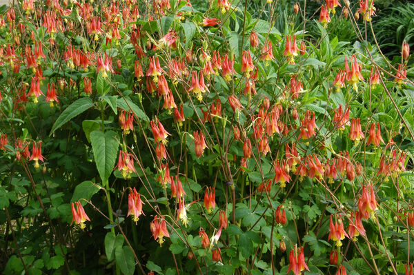 Columbine, Eastern Red (Aquilegia)