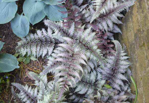 Fern, Painted Japanese 'Burgundy Lace' (Athyrium)