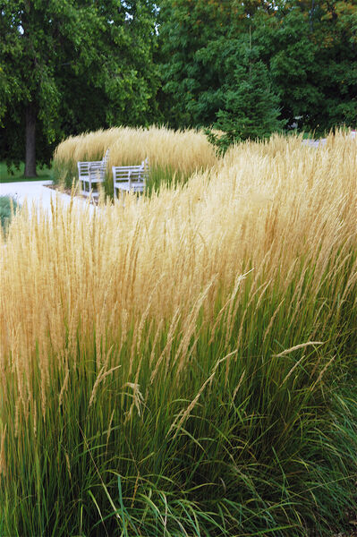Grass, Feather Reed 'Karl Foerster' (Calamagrostis)