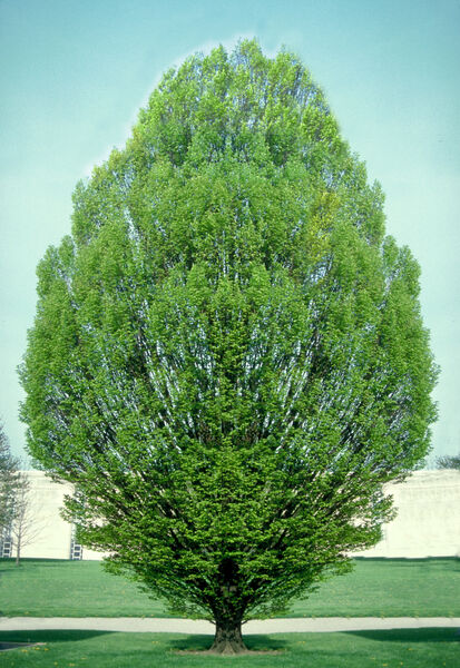 Hornbeam, European Columnar 'Fastigiata' (Carpinus) High Branched