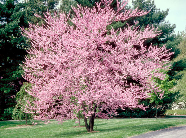 Redbud, Eastern (Cercis) Multi-Trunk