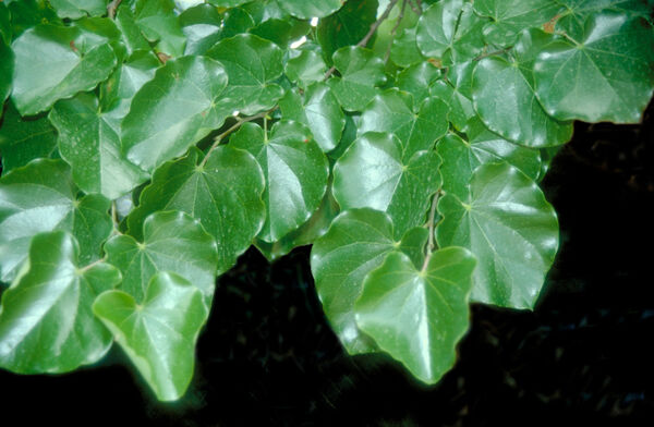 Redbud, Oklahoma, Texas 'Oklahoma' (Cercis)