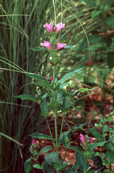 Turtlehead, Pink 'Hot Lips' (Chelone)
