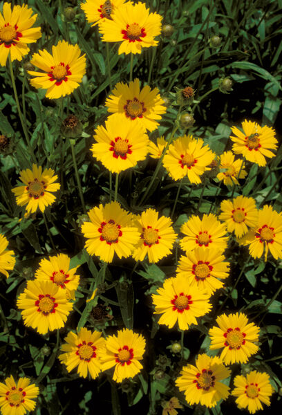 Tickseed, Large-Flowered 'Baby Sun' (Coreopsis)