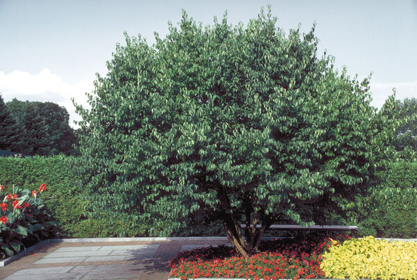 Dogwood, Cornelian Cherry (Cornus)
