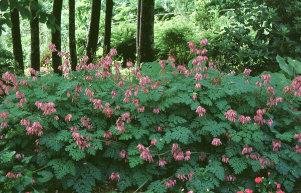 Bleeding Hearts, Everblooming 'Luxuriant' (Dicentra)