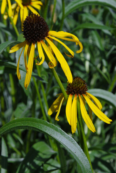 Coneflower, Ozark (Echinacea)