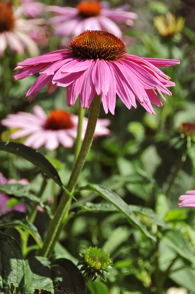Coneflower, Purple (Echinacea)