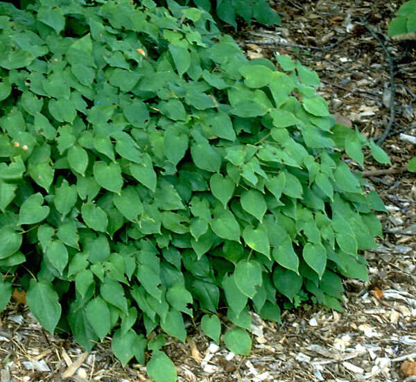 Barrenwort / Bishop's Hat 'Rubrum' (Epimedium)