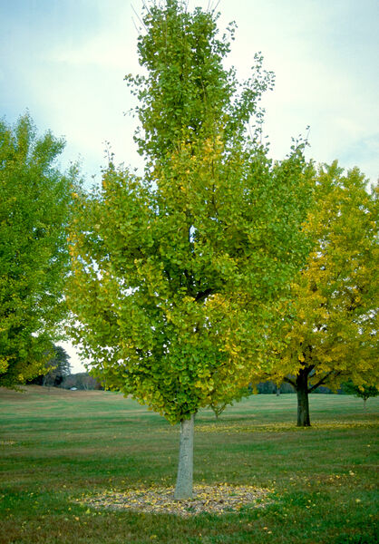 Maidenhair Tree, Male Columnar 'Princeton Sentry' (Ginkgo)