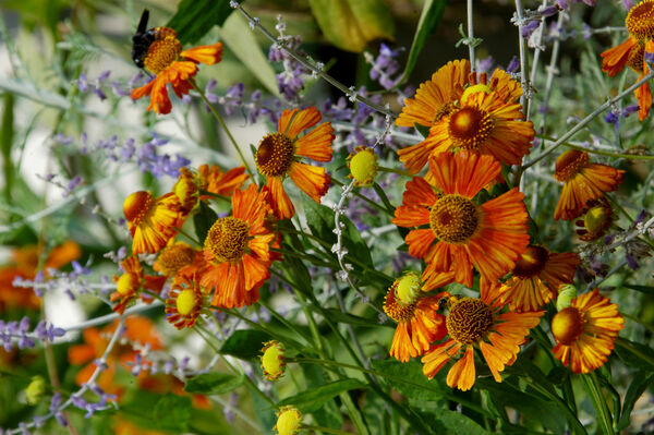 Sneezewort, Dwarf 'Can Can' (Helenium)