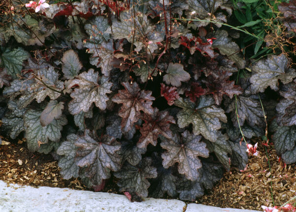 Coral Bells 'Plum Pudding' (Heuchera)