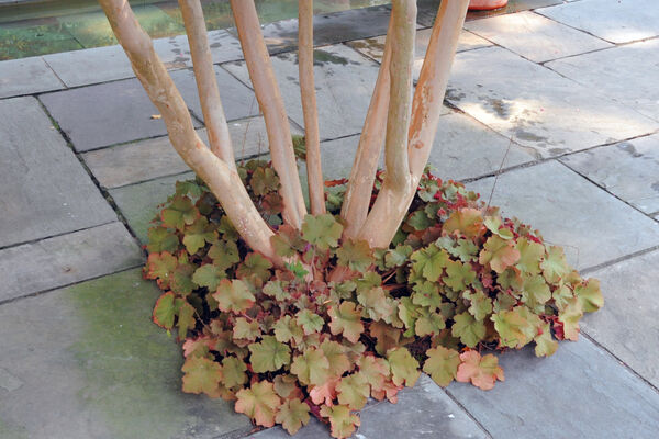 Coral Bells 'Caramel' (Heuchera)
