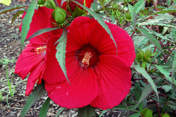 Rose Mallow, Hardy 'Fireball' (Hibiscus)
