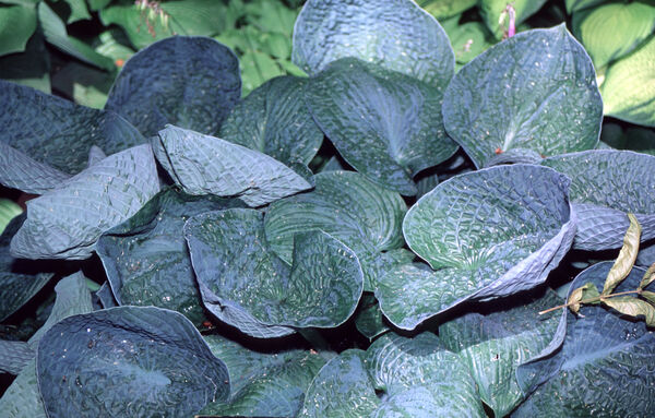 Plantain Lily 'Big Daddy' (Hosta)