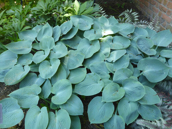 Plantain Lily 'Hadspen Blue' (Hosta) – Passiglia Landscape, Nursery &  Garden Center