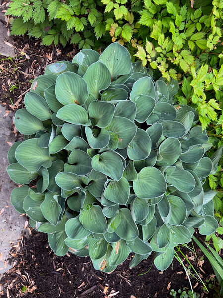 Plantain Lily 'Blue Mouse Ears' (Hosta)