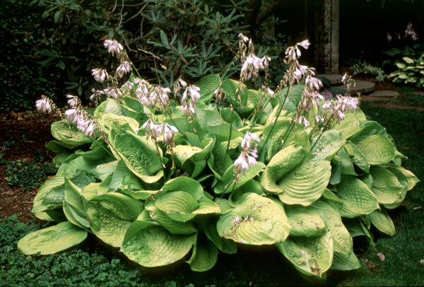 Plantain Lily 'Sum & Substance' (Hosta)