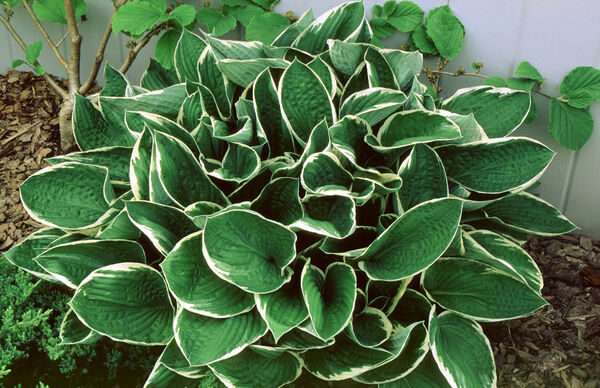 Plantain Lily 'Francee' (Hosta)