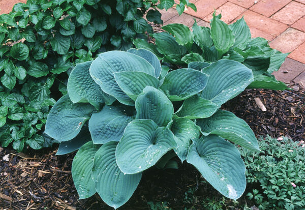Plantain Lily 'Elegans' (Hosta)