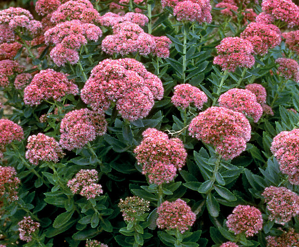 Sedum / Stonecrop / Liveforever / Frog Bellies 'Autumn Joy' (Hylotelephium)