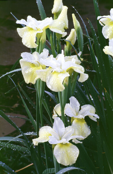 Iris, Siberian 'Butter & Sugar' (Iris)