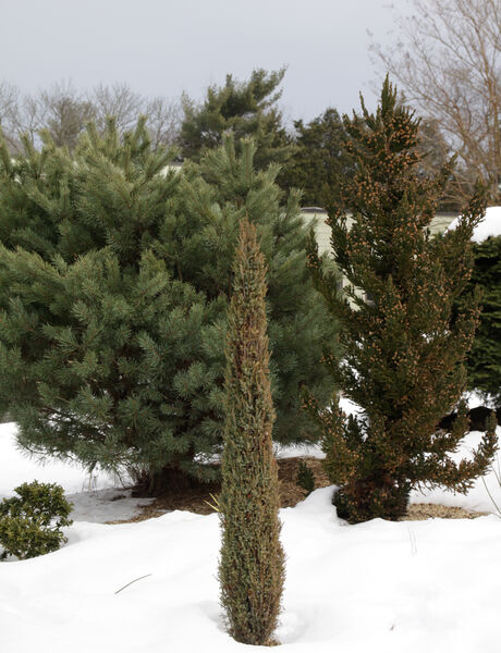 Juniper, Common Upright 'Compressa' (Juniperus)