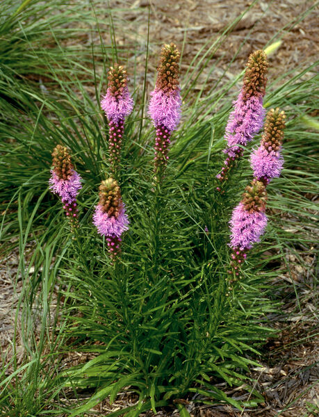 Blazing Star, Prairie (Liatris)
