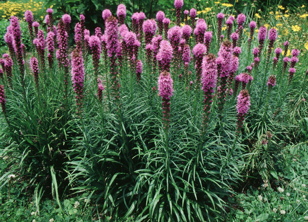 Blazing Star / Gayfeather 'Kobold' (Liatris)