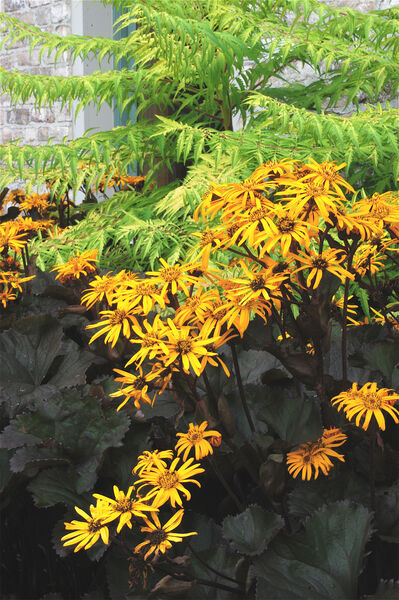 Leopard Plant 'Brit Marie Crawford' (Ligularia)