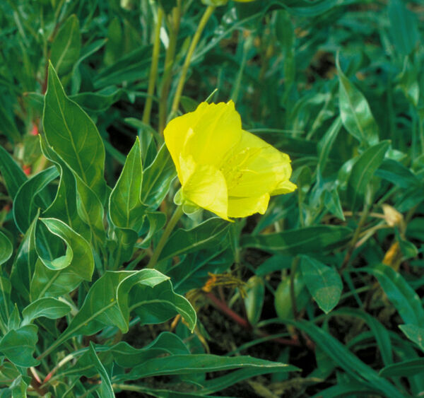 Primrose, Missouri Evening / Ozark Sundrops (Oenothera)