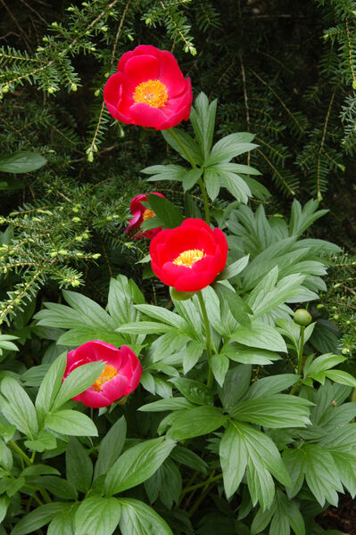 Peony, Itoh 'Scarlet Heaven' (Paeonia)