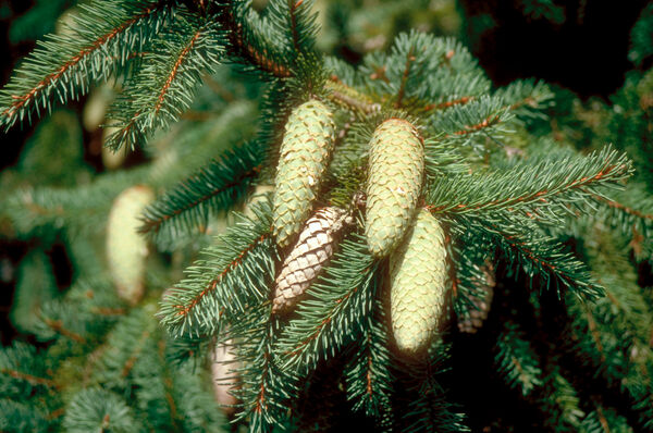 Spruce, Norway Red Cone 'Acrocona' (Picea)